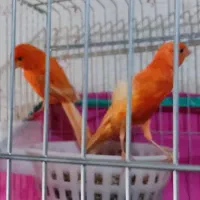 یک جفت قناری سرخ
