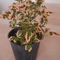 گلهای خانگی|گل و گیاه طبیعی|تبریز, |دیوار