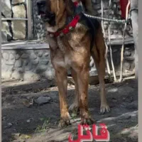 واگذاری سگ پژدر|سگ|لنجان, |دیوار