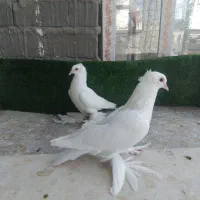 جفت جوجه شیک راعبی...