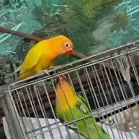 دو کوتوله زیبا بفروش میرسد|پرنده|زرند, |دیوار