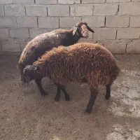 بره پرواری