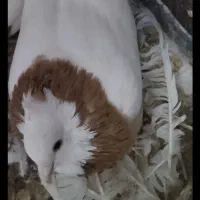 کفترطوقیجفتگاه|پرنده|سبزوار, شرق کال شمالی|دیوار