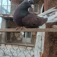 کبوتر سرخ کاکولی نر|پرنده|گمیشان, |دیوار