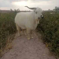 کره نر|حیوانات مزرعه|نگار, |دیوار