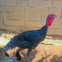 فروش تعدادی مرغ و خروس گلین و محلی