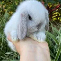 پانسیون نگهداری فروش لوپ مینیاتوری خرگوش|موش و خرگوش|اصفهان, بیدآباد|دیوار