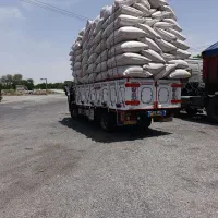 سلام کاه امسال سفیدودرجه یک