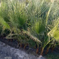 نهال سروناز شیراز|خدمات باغبانی و درختکاری|تهران, آرژانتین|دیوار