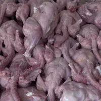 غذای سگ‌و گربه