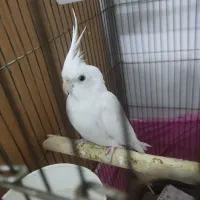 عروس هلندی نر