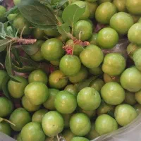 گوجه سبز