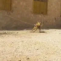 سگ نگهبان