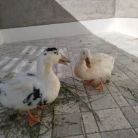 یک جفت اردک|حیوانات مزرعه|نی‌ریز, |دیوار