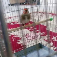 جوجه امسال دورگ