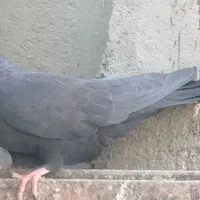 کفتر(کبوتر)|پرنده|بافق, |دیوار