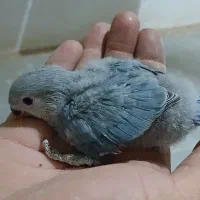 طوطی کوتوله سرلاکی