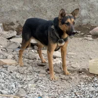 سگ ژرمن نگهبان|سگ|پاکدشت, کبودگنبد|دیوار