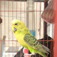 مرغ عشق