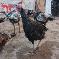 بوقلمون جوان|حیوانات مزرعه|تهران, مشیریه|دیوار