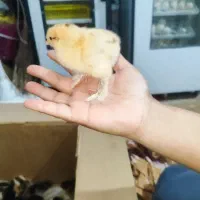 جوجه برهما دیلگونی