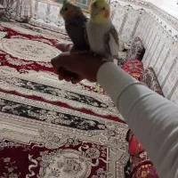 عاروس هلندی