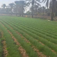 نهال پیاز مینروا|گل و گیاه طبیعی|جیرفت, |دیوار