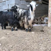 8 راس بیگ چاق