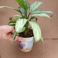 گل پتوس و سانسوریا و آگلونما|گل و گیاه طبیعی|شیراز, طلاب|دیوار