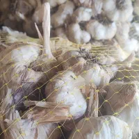 سیر درجه یک کاشت پاییزه