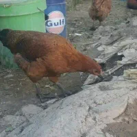 وار نزدیک به تخم
