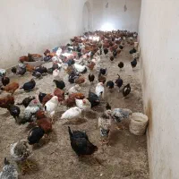 مرغ|حیوانات مزرعه|تفت, |دیوار