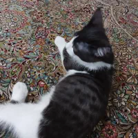 واگذاری رایگان گربه dsh