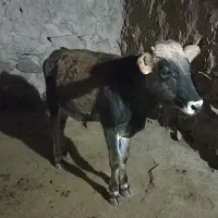 گوساله نردورگ بومی|حیوانات مزرعه|کلیائی, |دیوار