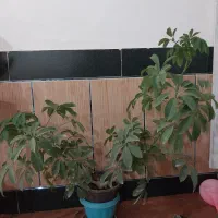 انواع گل اپارتمانی|گل و گیاه طبیعی|نهاوند, |دیوار