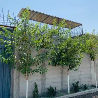 160متر باغچه/سند تک برگ/معاوضه با انواع خودرو|فروش زمین و ملک کلنگی|شهریار, اصیل آباد|دیوار