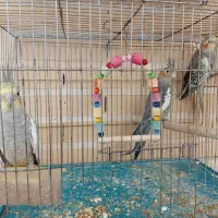 فروش عروس هلندی جوان و سالم|پرنده|باسمنج, |دیوار