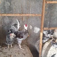 مرغ خروس