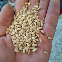 گندم بذری پیشگام