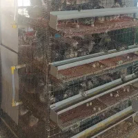 قفس بلدرچین