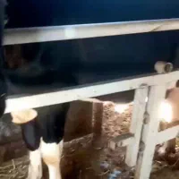 گاو شیرده|حیوانات مزرعه|آبیک, |دیوار