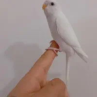 مرغ عشق دستی فول رام روانسر|پرنده|روانسر, |دیوار