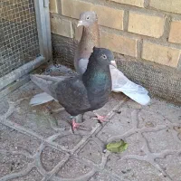 جفت دم سفید