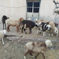 بره . نر .ماده|حیوانات مزرعه|رابر, |دیوار