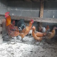 مرغ خروس و تشنو لری