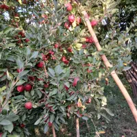 همکاری مشارکتی