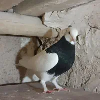 کفتر رنگی و بهبهانی طوقی یال|پرنده|مشهد مرغاب, |دیوار