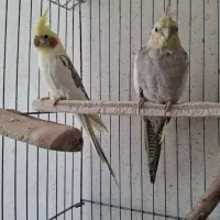 عروس هلندی نرو ماده