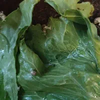 حلزون البینو کلاژن ساز|خزنده|اصفهان, سعادتآباد|دیوار