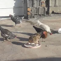 تعدادی مرغ جوان|حیوانات مزرعه|سرپل ذهاب, |دیوار